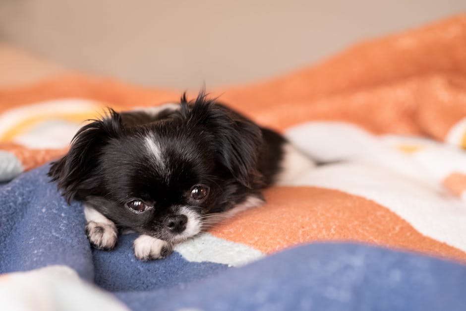 Top 5 Quietest Dog Breeds That Rarely Bark