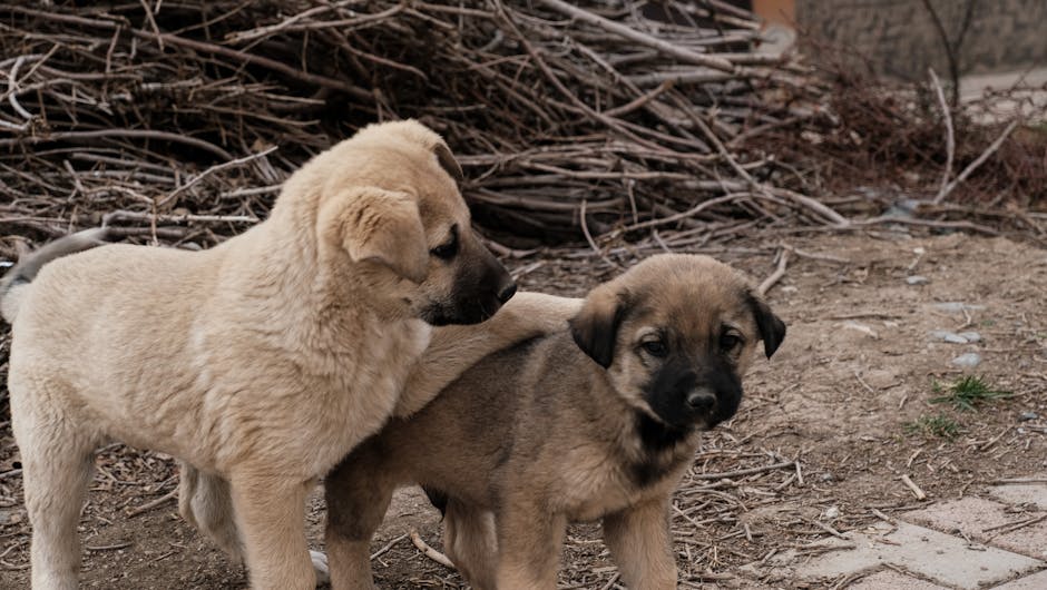 Top 10 Best Watchdog Breeds for Home Security