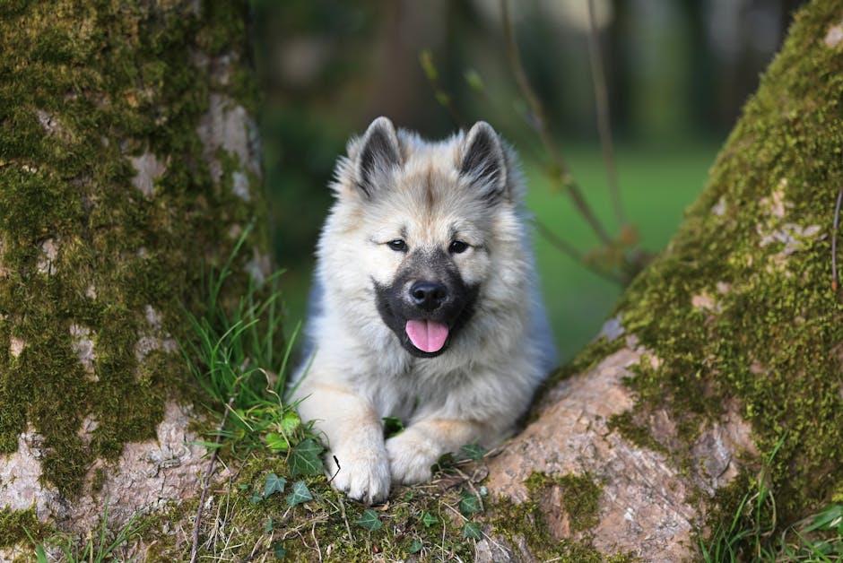 Keeshond