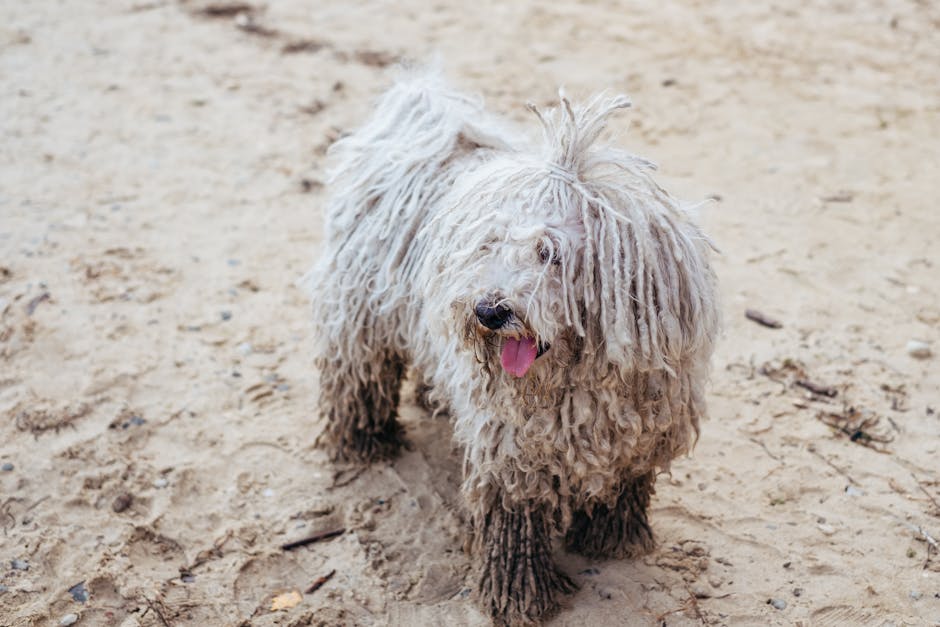 Top 5 Dog Breeds With Unique Hair Textures