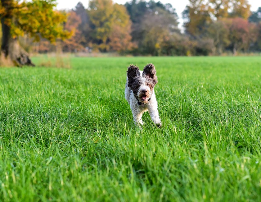 Top 15 Best Dog Breeds for Apartment Living