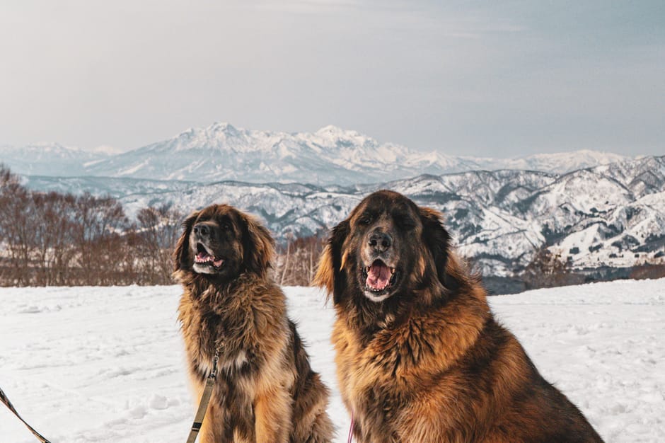 Top 5 Dog Breeds That Look Intimidating But Are Big Softies