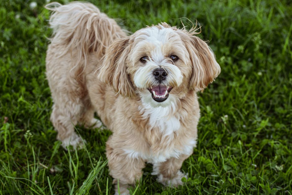 Lhasa Apso