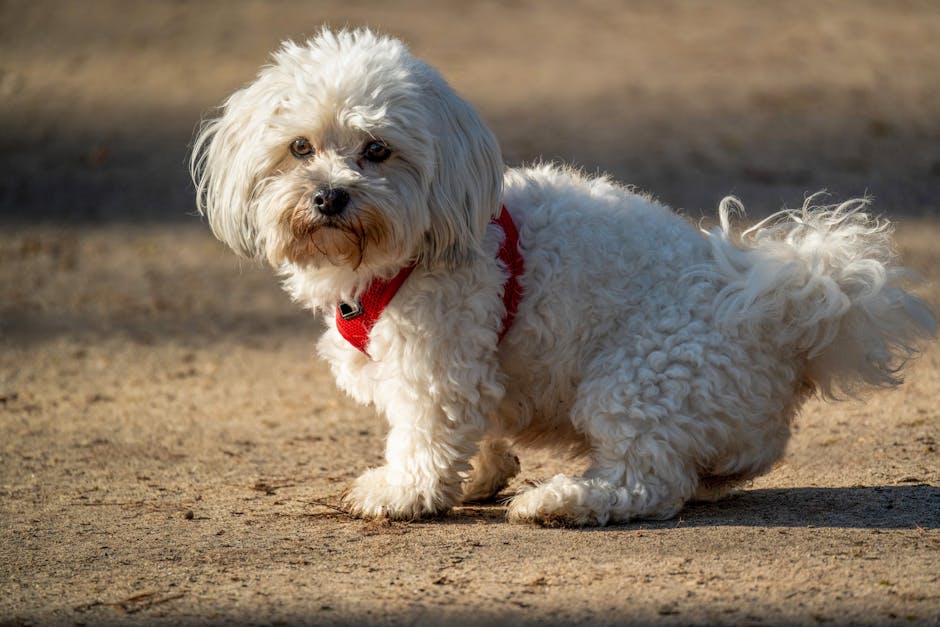 Top 5 Best Dog Breeds for People Who Work Long Shifts