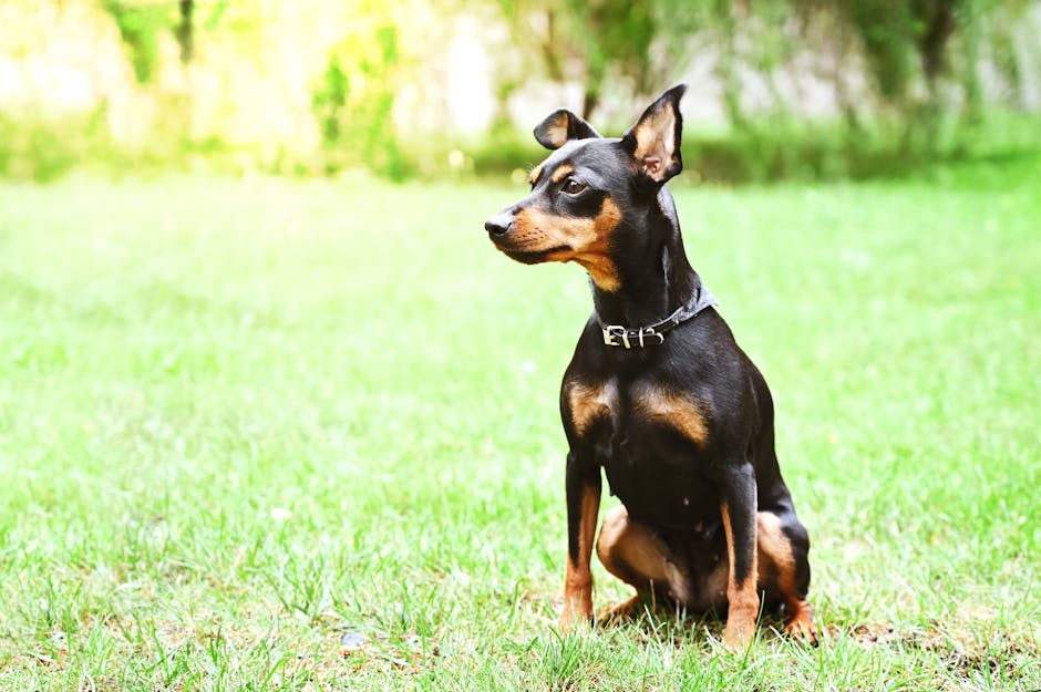 Top 10 Small Dog Breeds With Bold, Brave Spirits