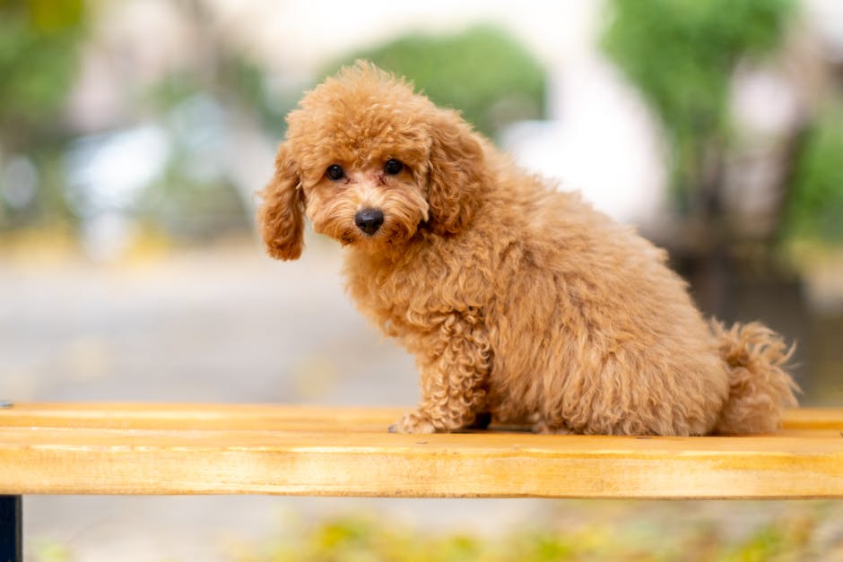 Miniature Poodle