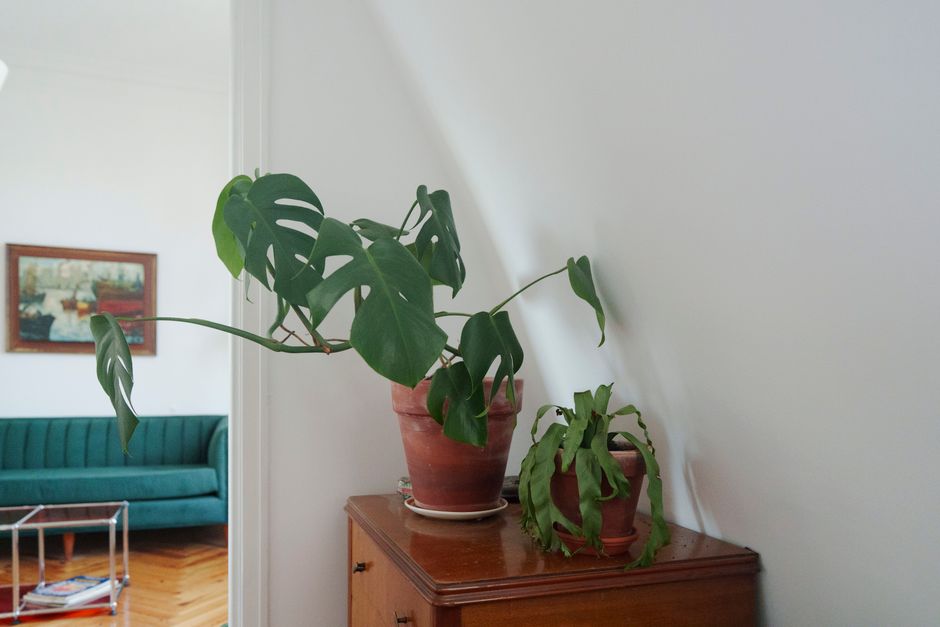 Monstera Deliciosa in a Mid-Century Modern Stand