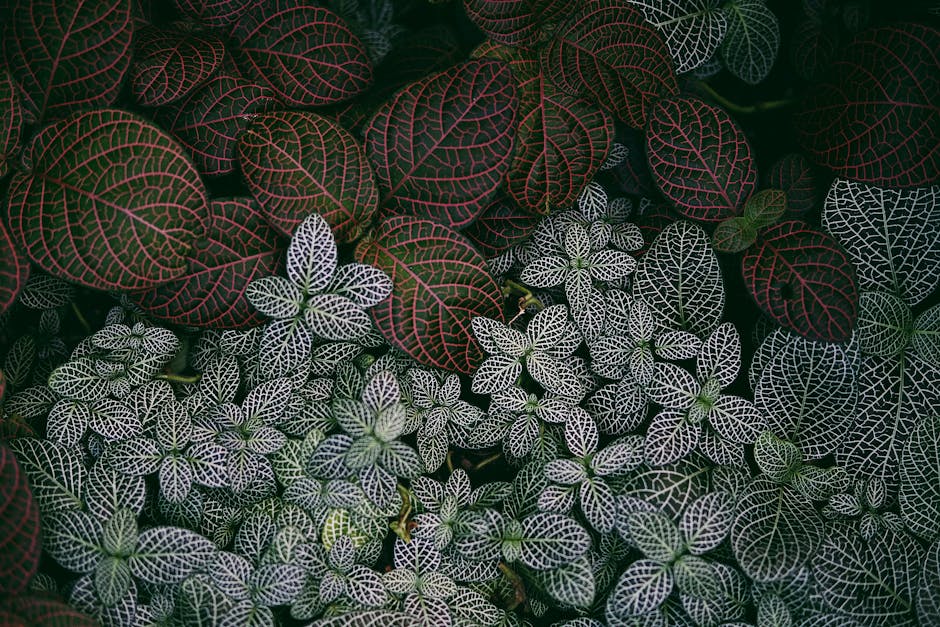 Mosaic Plant (Fittonia)