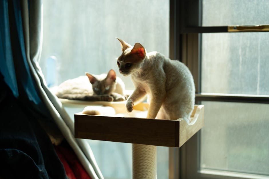 Multi-Level Window Shelf Cat Trees
