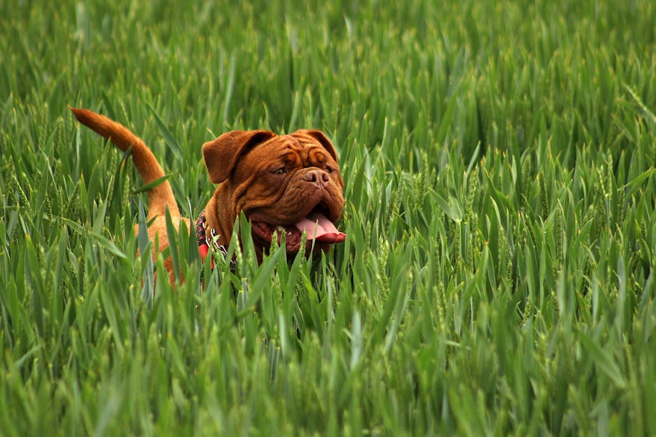 Neapolitan Mastiff