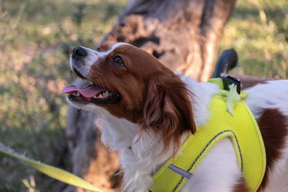 Nederlandse Kooikerhondje