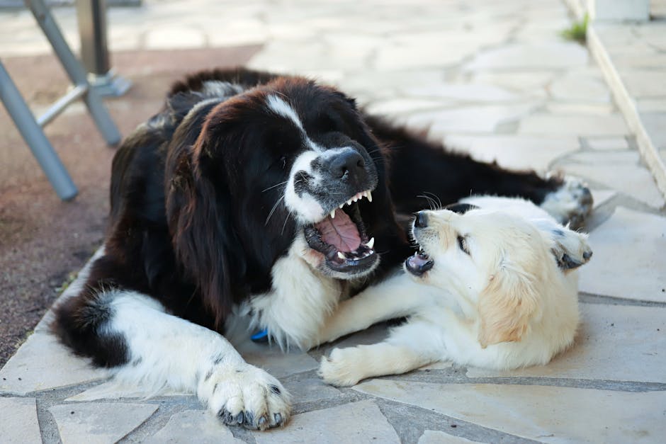 Top 5 Best Dog Breeds for People With Anxiety and Stress Relief