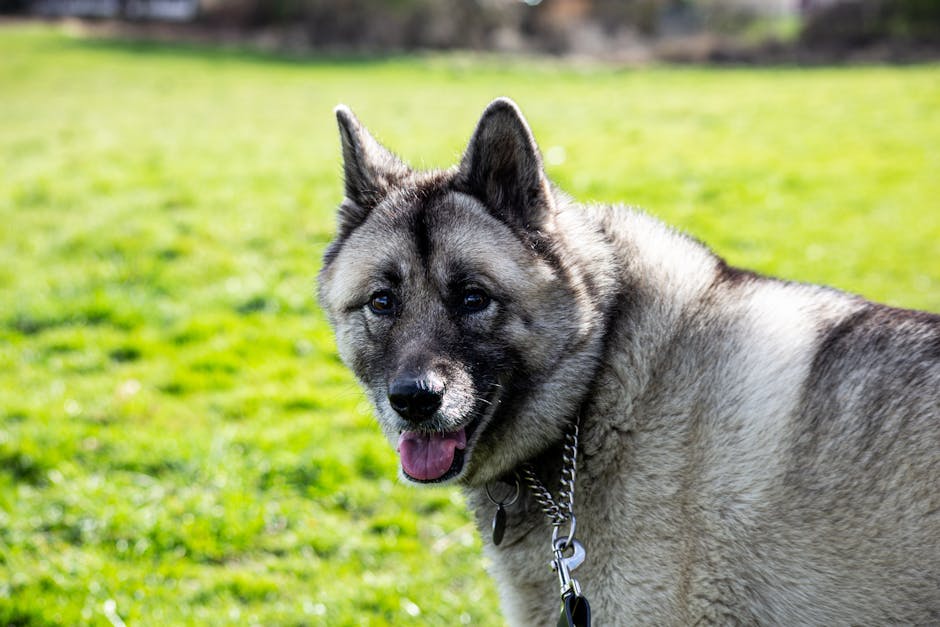 Norwegian Elkhound