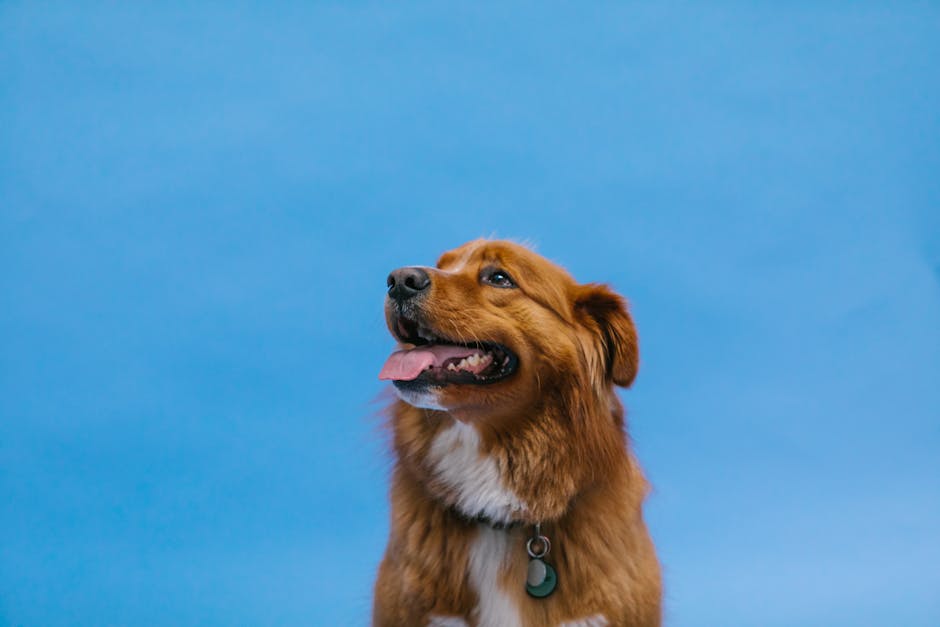Nova Scotia Duck Tolling Retriever