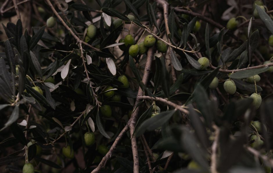 Olive Tree in a Rustic Concrete Pot