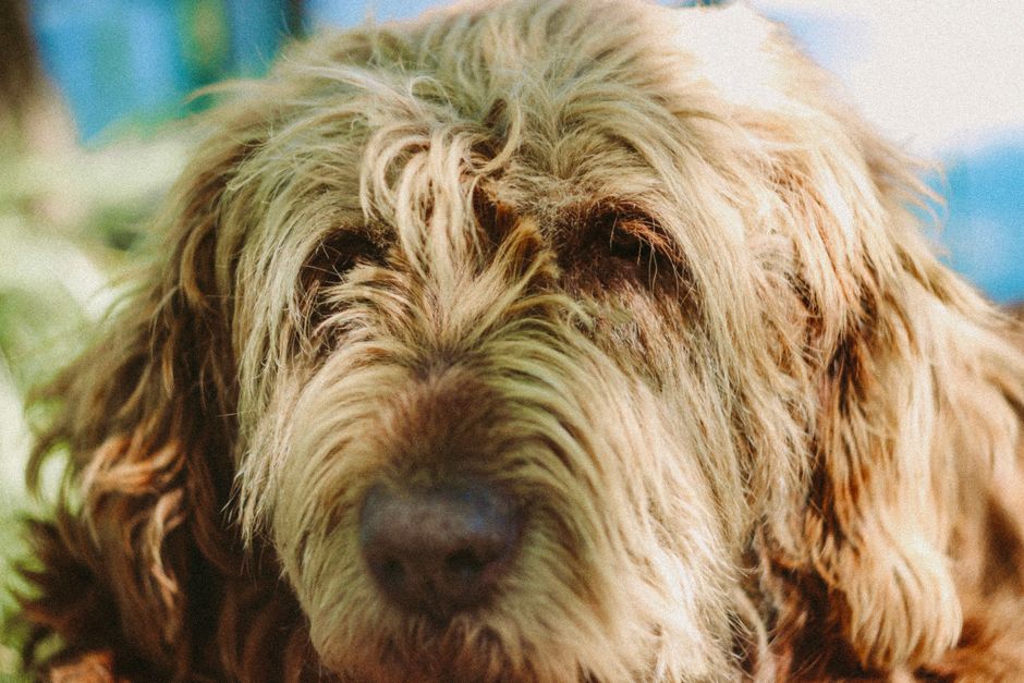 Top 5 Rarest Dog Breeds Most People Have Never Heard Of