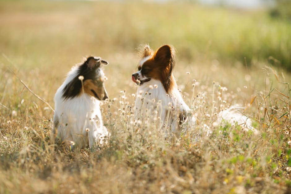 Top 5 Best Dog Breeds for People with Busy Social Lives