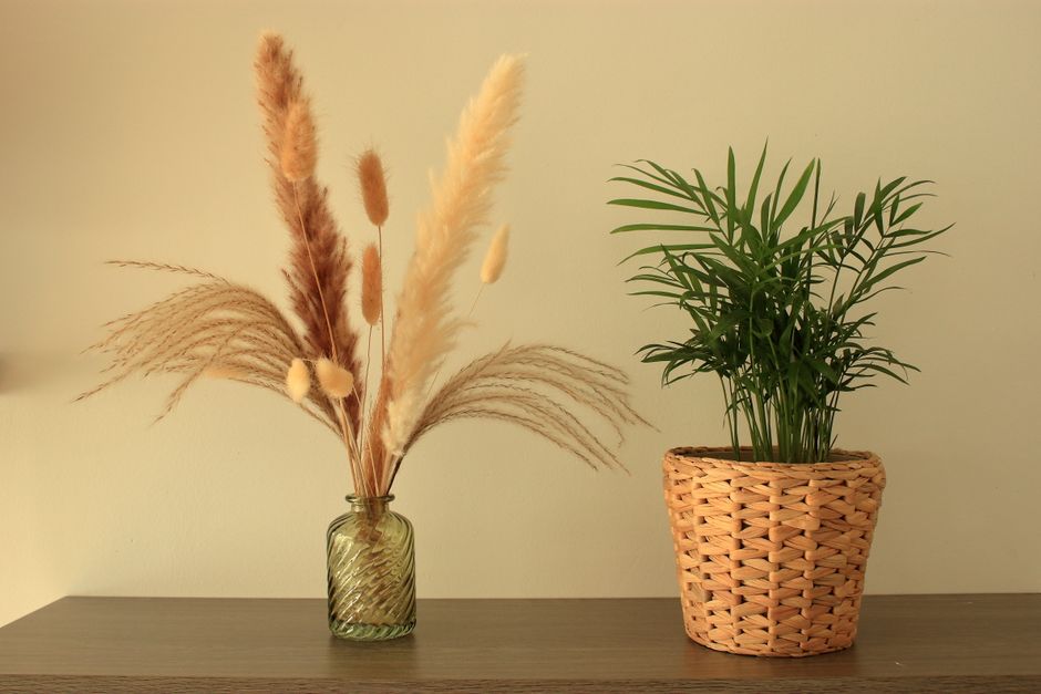 Parlor Palm in a Woven Basket