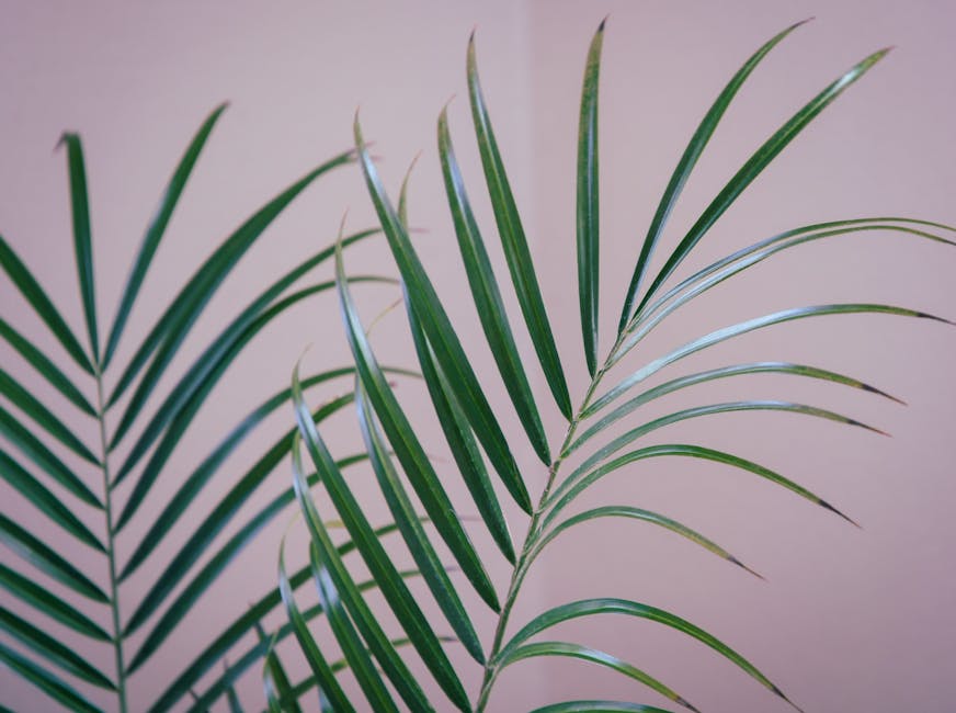 Parlor Palm