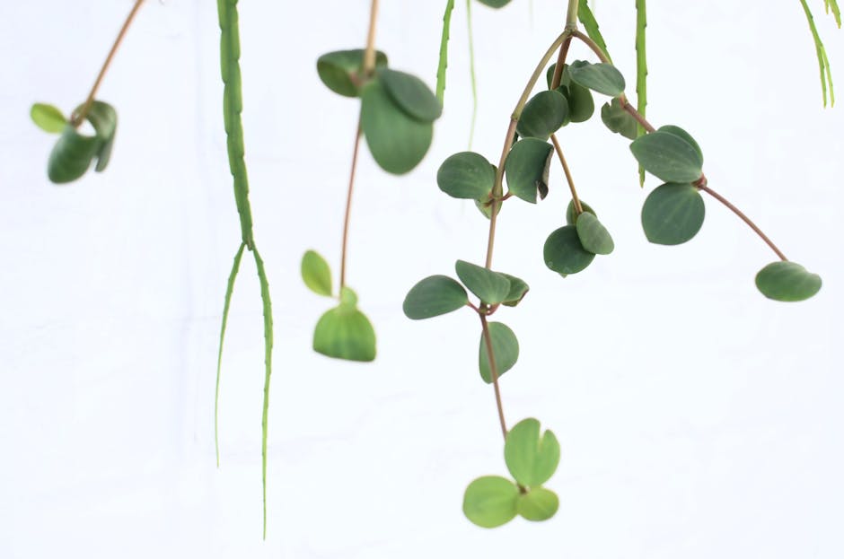 Peperomia in Ceramic Hanging Planter
