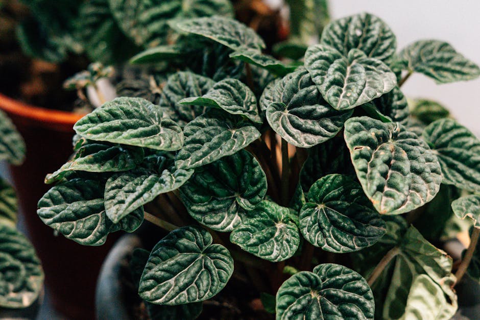 Peperomia