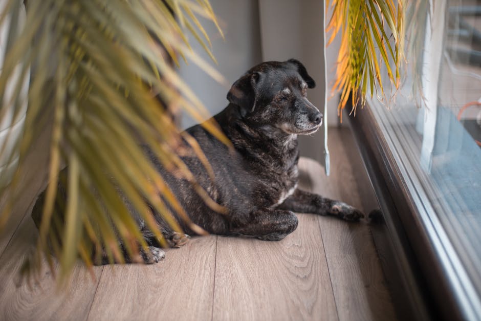 Pet-Friendly Indoor Plants in Protective Pots