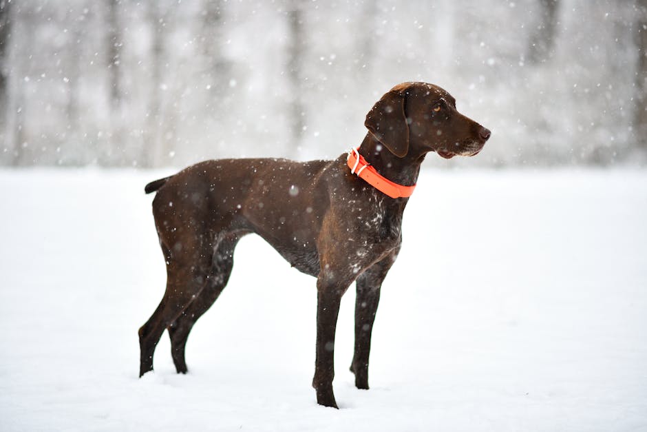 Pointer