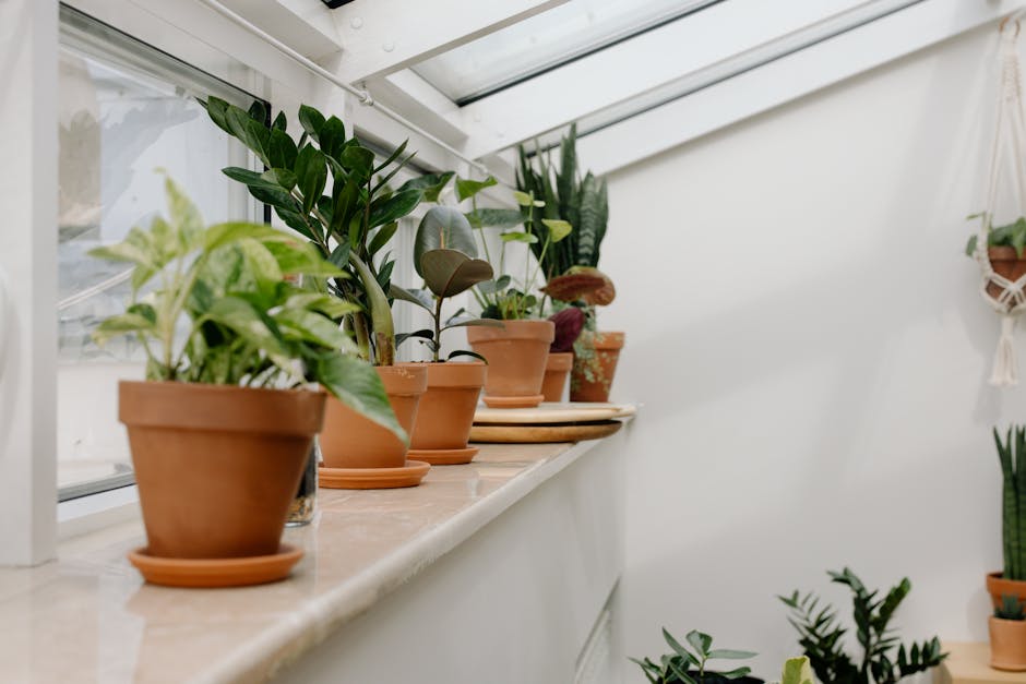 Prayer Plant on a Window Ledge
