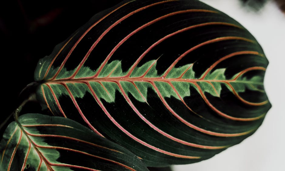 Prayer Plant