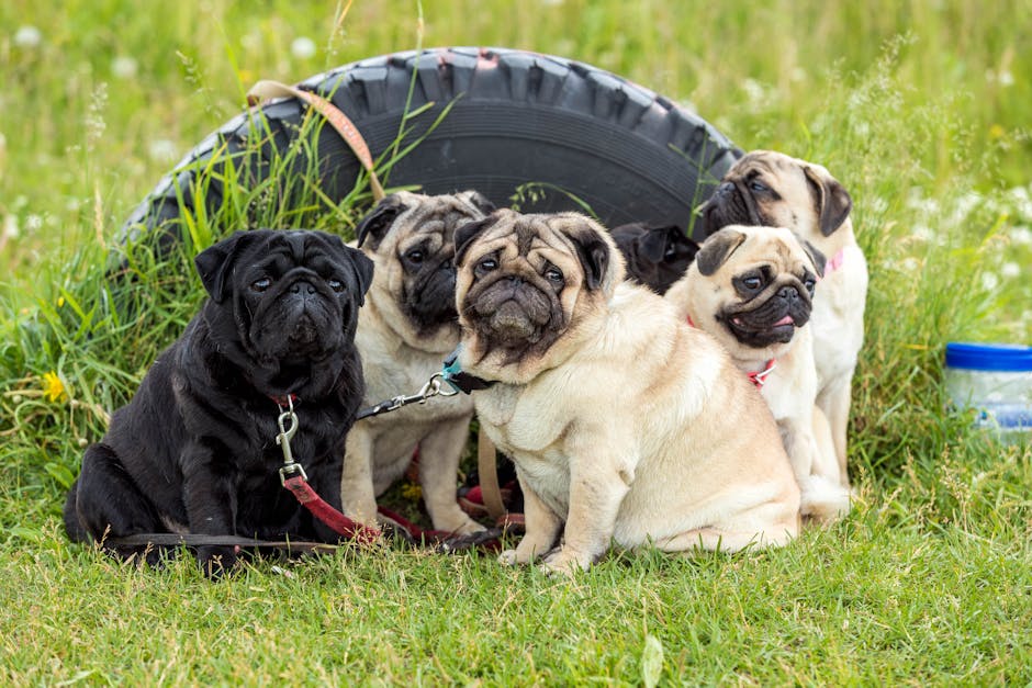 Pug