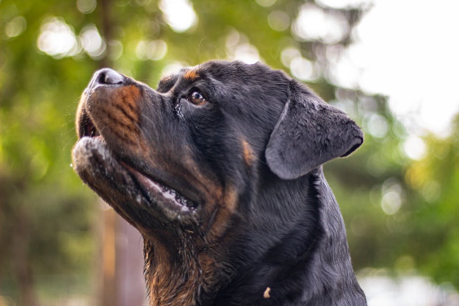 Top 11 Best Guard Dog Breeds for Property Protection