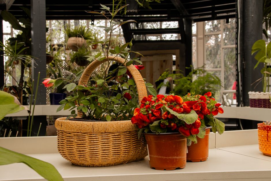 Rubber Plant in a Wicker Floor Planter