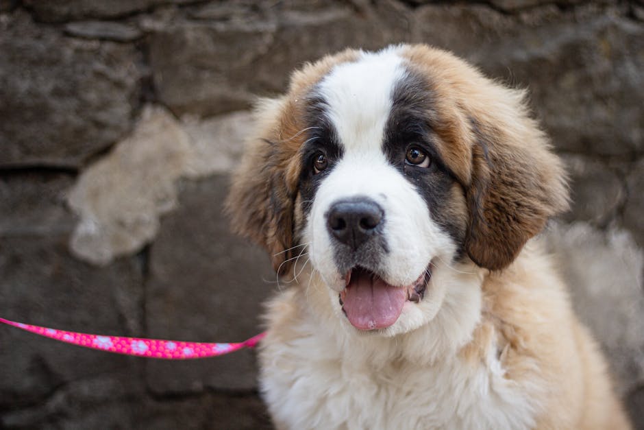 Top 10 Best Dog Breeds for Cold Weather