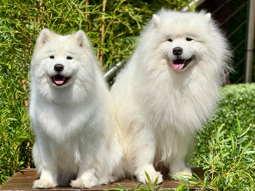 Top 5 Dog Breeds That Change Color As They Age