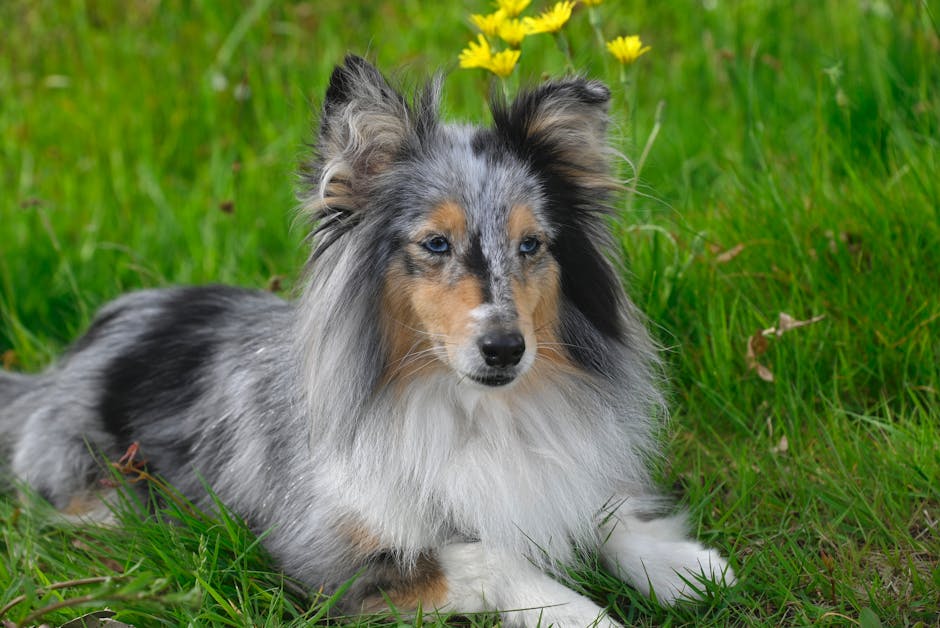 Top 10 Best Dog Breeds for First-Time Owners