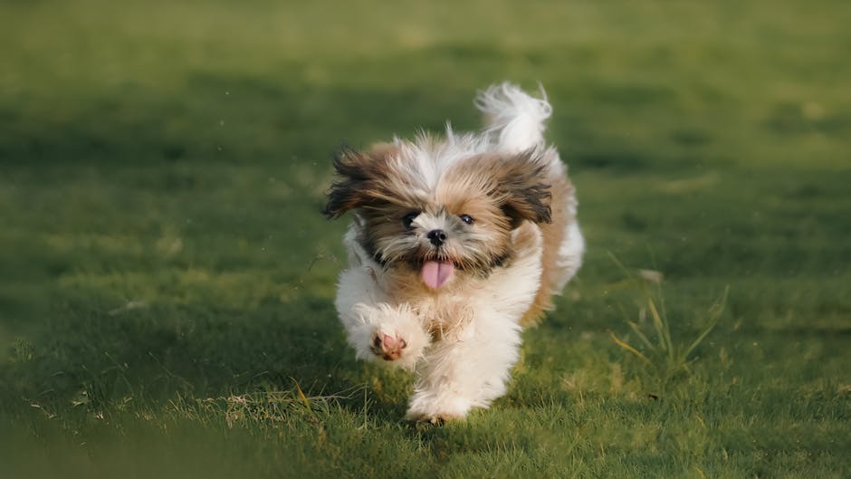 Shih Tzu