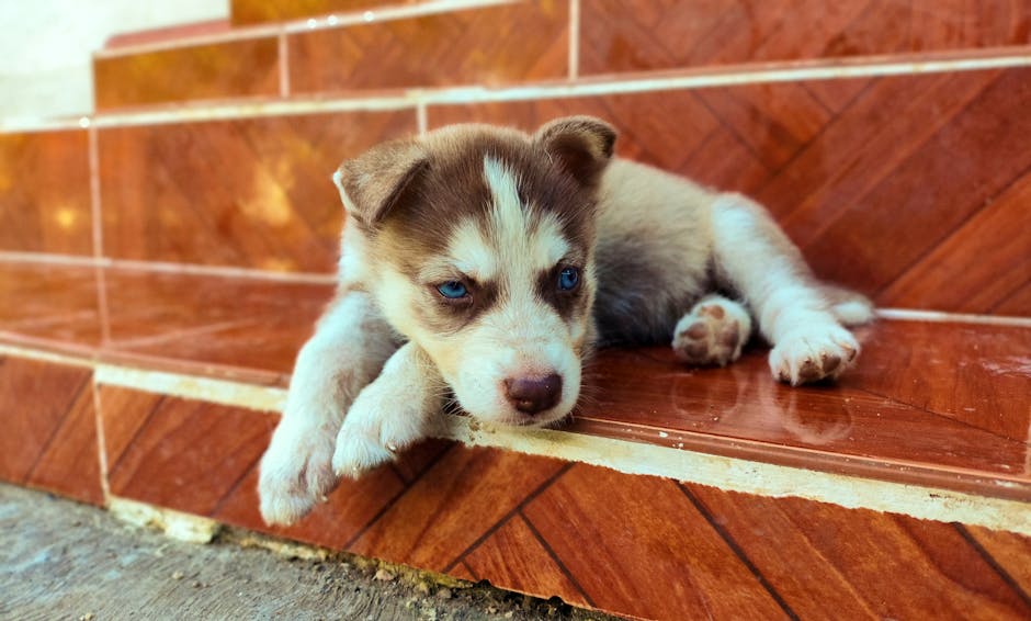 Top 5 Best Dog Breeds That Thrive With Other Dogs