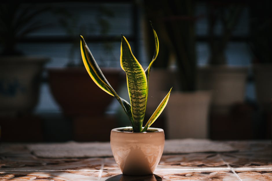 Snake Plant in a Ceramic Pot on a Pedestal