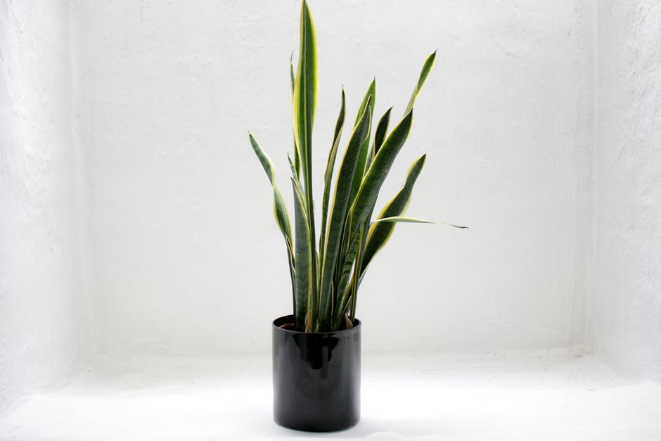 Snake Plant in a Matte Black Cylinder Pot