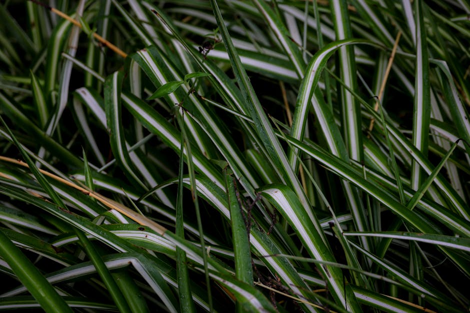 Spider Plant