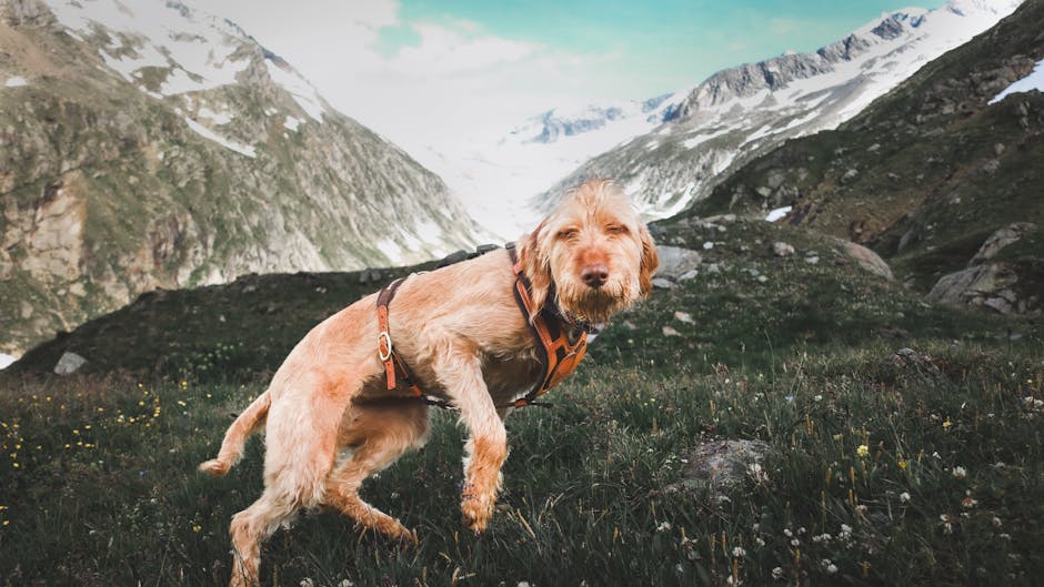 Top 10 Dog Breeds With Surprisingly Playful Personalities