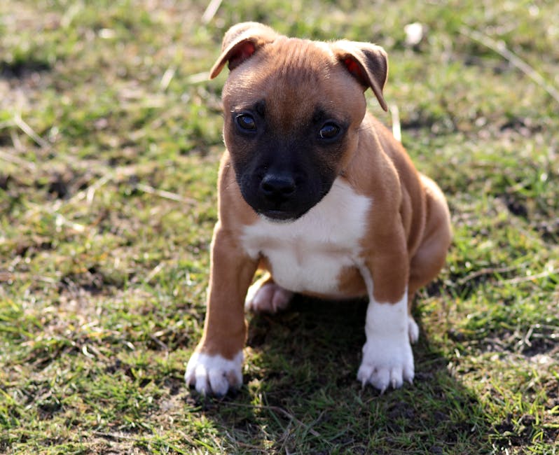 Staffordshire Bull Terrier