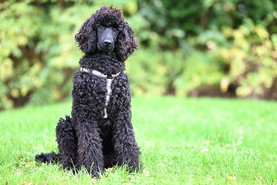 Top 10 Hypoallergenic Dog Breeds for Allergy Sufferers