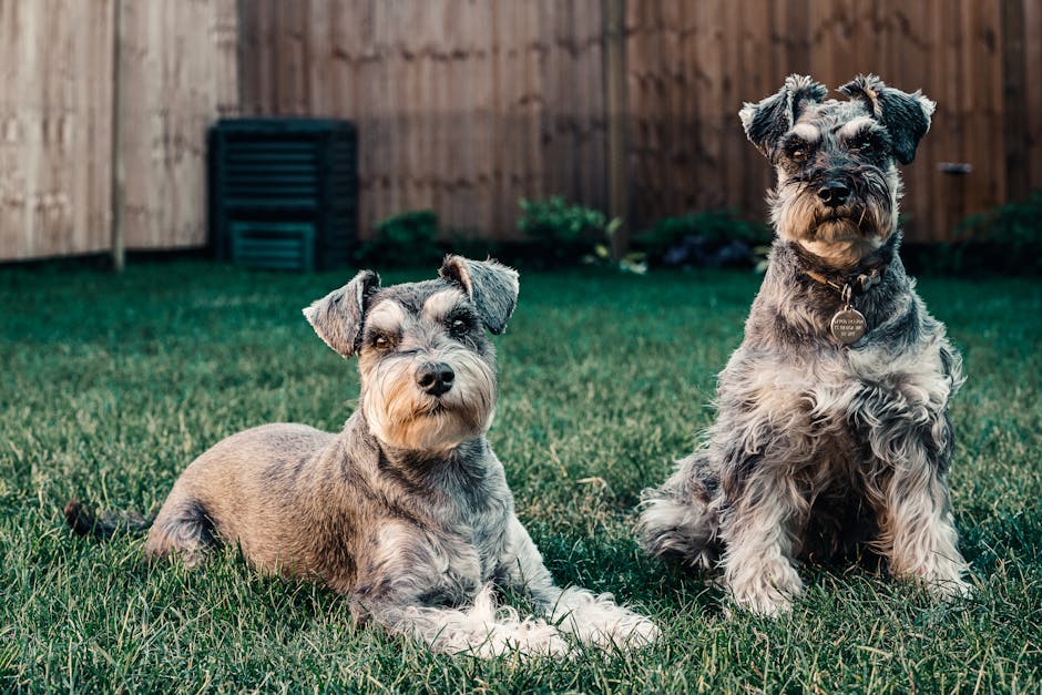 Standard Schnauzer
