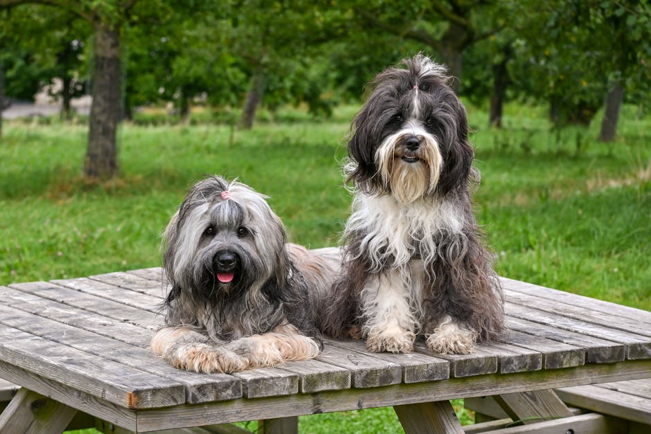 Tibetan Terrier