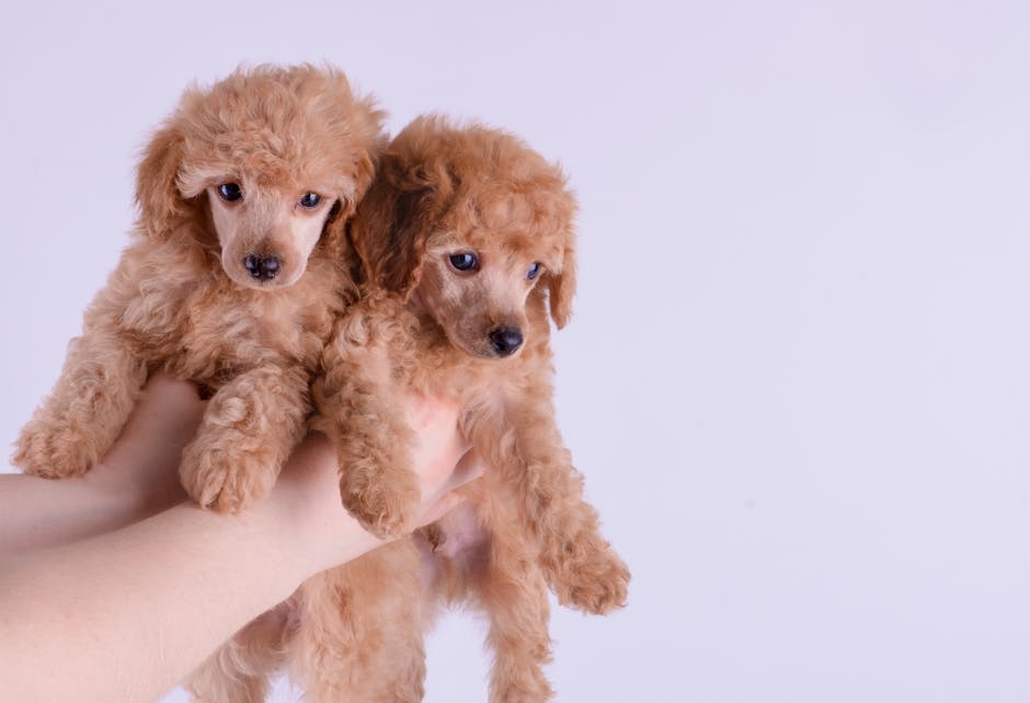 Top 15 Easiest Dog Breeds to Train