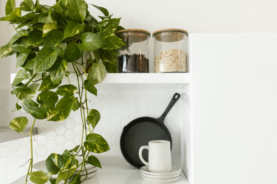 Trailing Marble Queen Pothos on a Floating Shelf