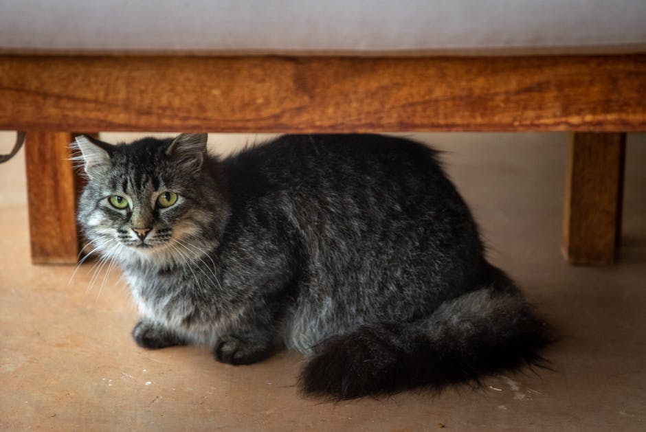 Under-Bed Pet Nooks