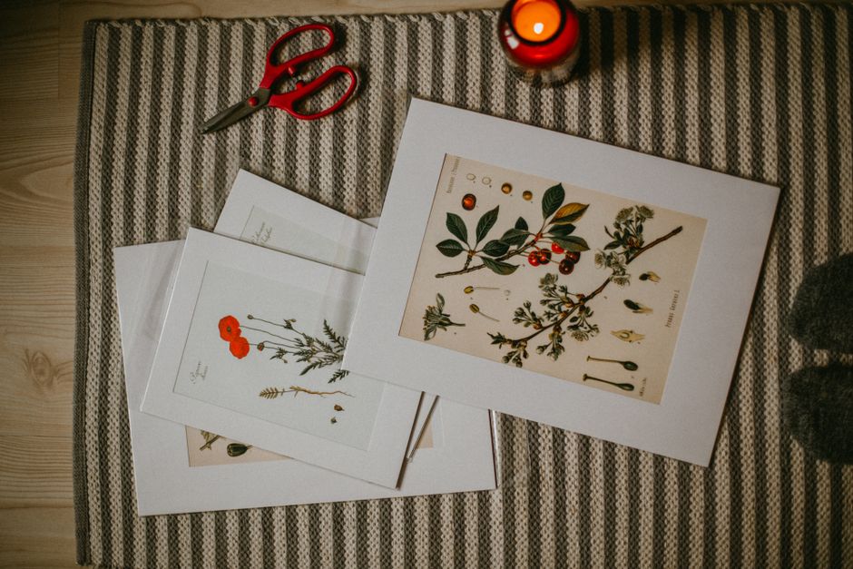 Vintage Botanical Illustration Prints