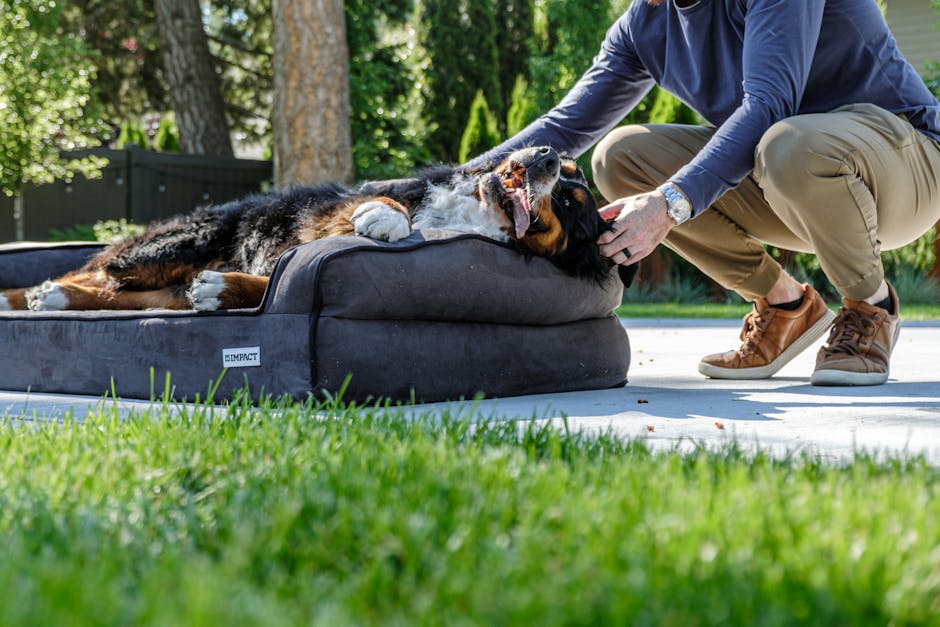Top 12 Pet-Friendly Home Decor Ideas Pups Will Love
